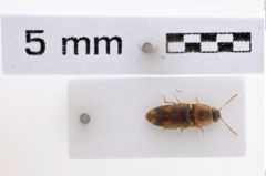 Foto (Dorsalansicht) von Drasterius collaris (Candèze, 1859) (NHMW-ZOO-COL-0008018)